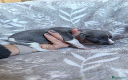 Whippet dogs for sale: OUTSTANDING PRESTIGIOUS LAGUNA BLUE WHIPPETS! KC - Image 9