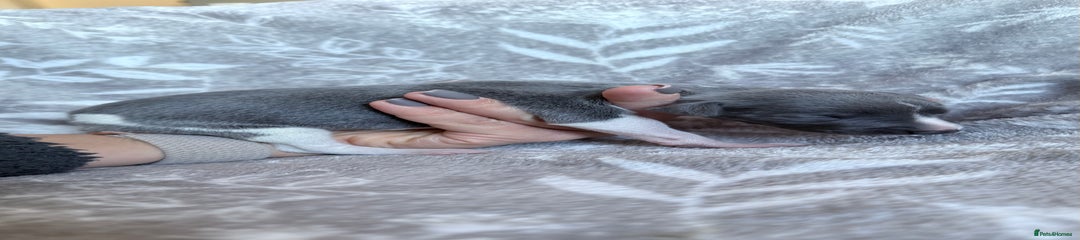 Whippet Puppy 9