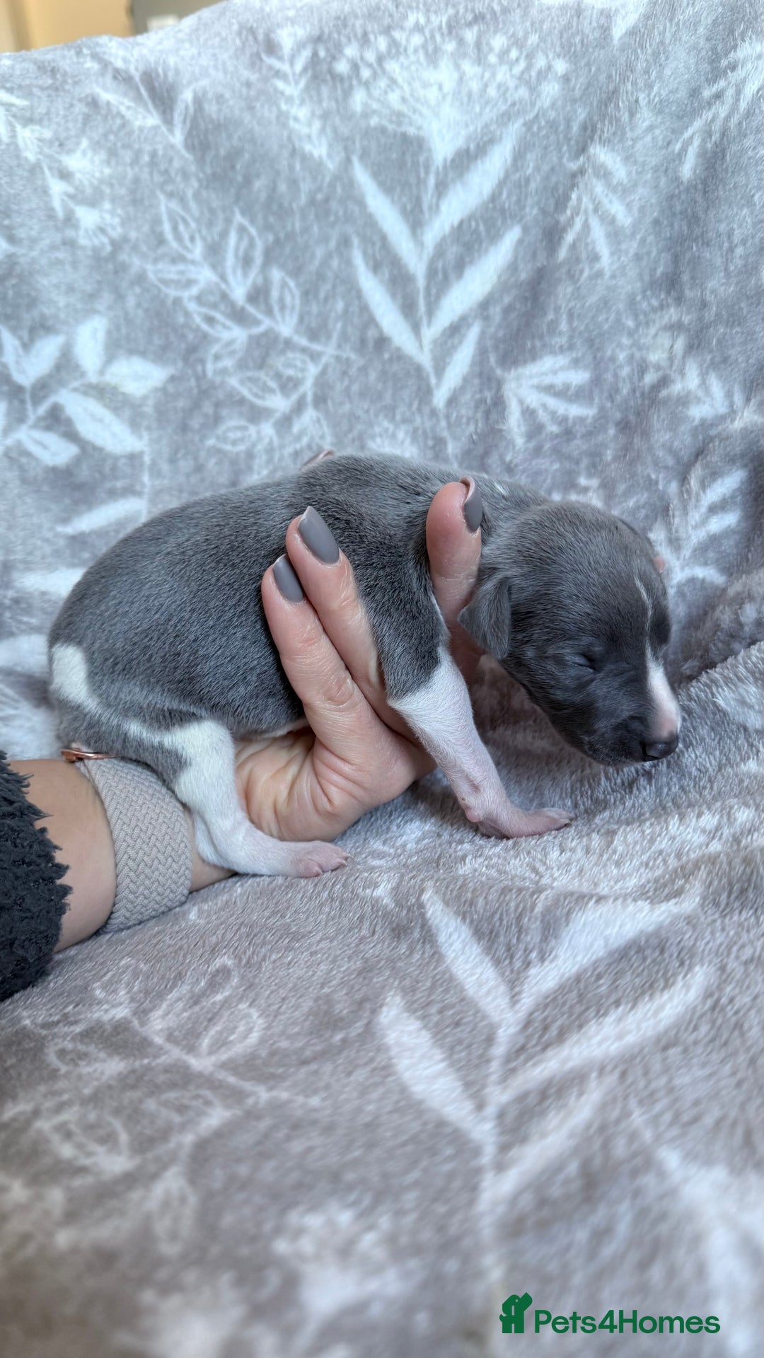 Whippet dogs for sale: OUTSTANDING PRESTIGIOUS LAGUNA BLUE WHIPPETS! KC - Image 9