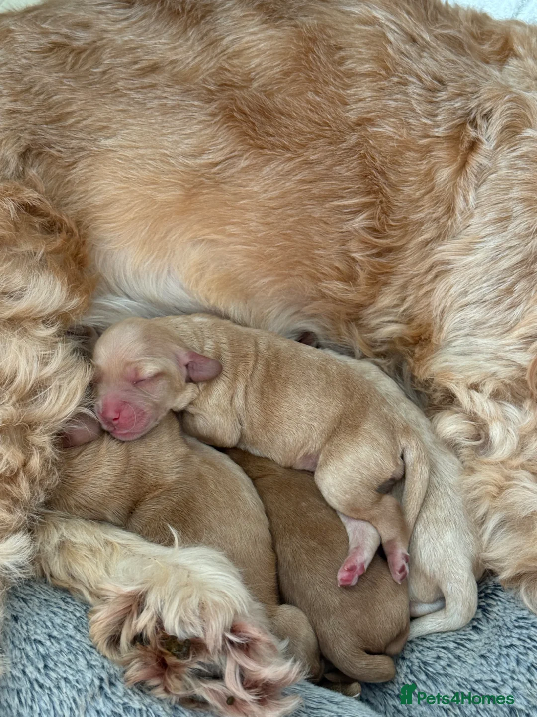 Cockapoo dogs for sale: Cockapoo puppies for sale in Keighley - Advert 14