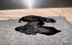 Miniature Poodle dogs for sale: DNA H/Tested Miniature poodle  - Image 6
