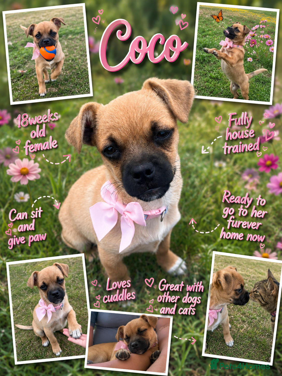 Mixed Breed dogs Coco needs her furever home - Advert 3