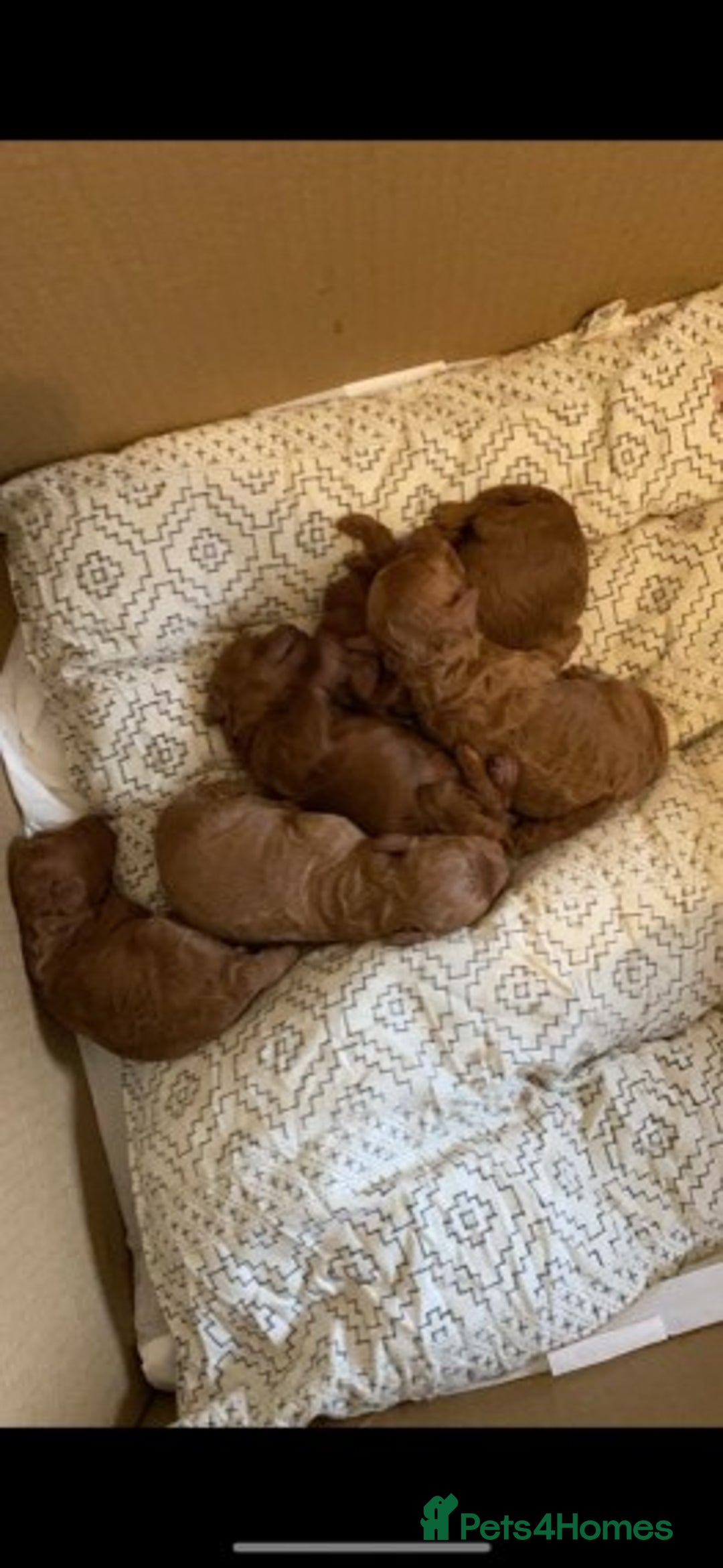 Cavapoo dogs for stud: Extensively Health Tested Deep Red Tiny Toy Poodle in Mansfield - Image 26