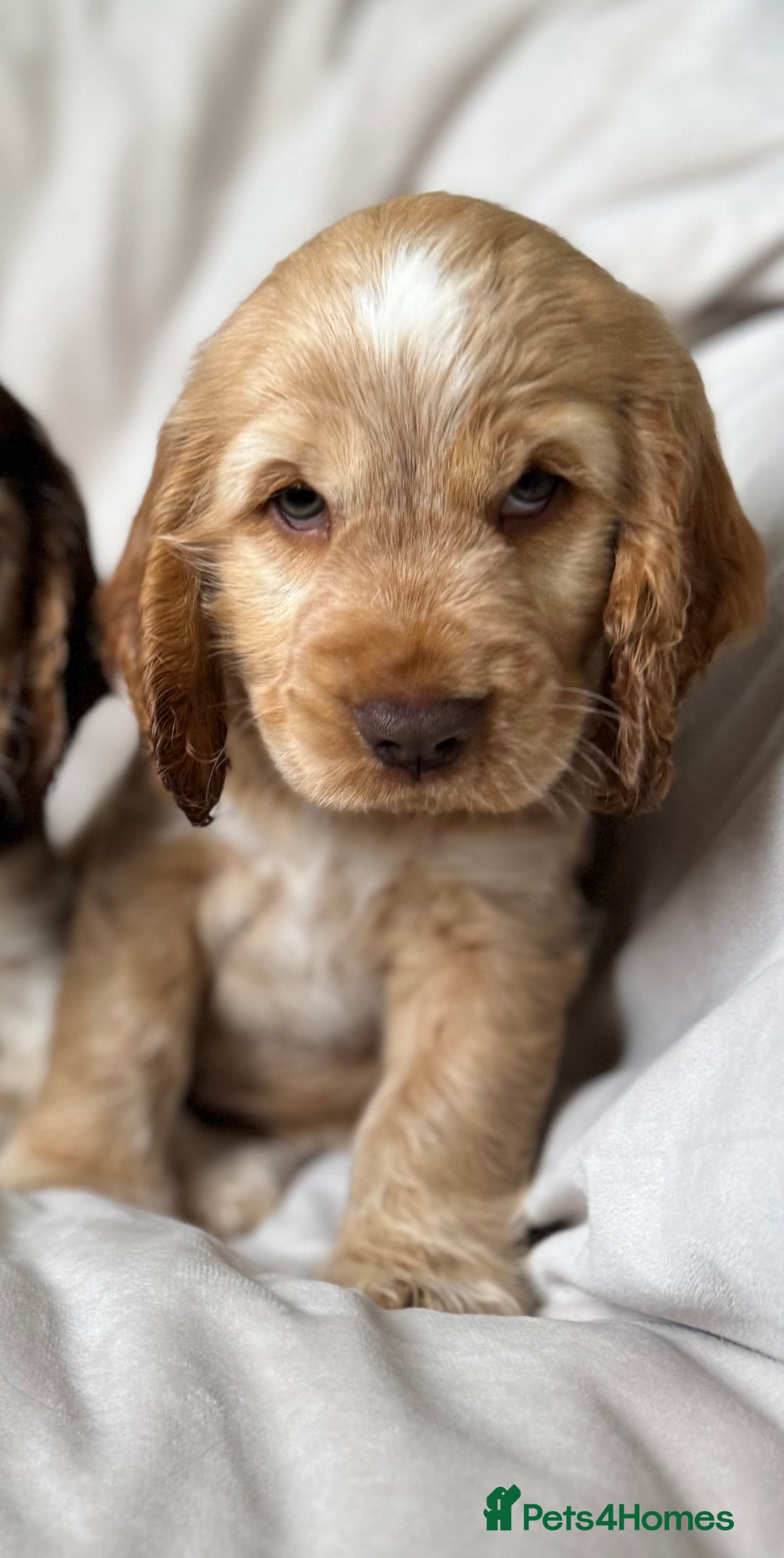 Cocker Spaniel dogs for sale: Quality Simbawood Sable Show Type Cocker Spaniels  - Image 11