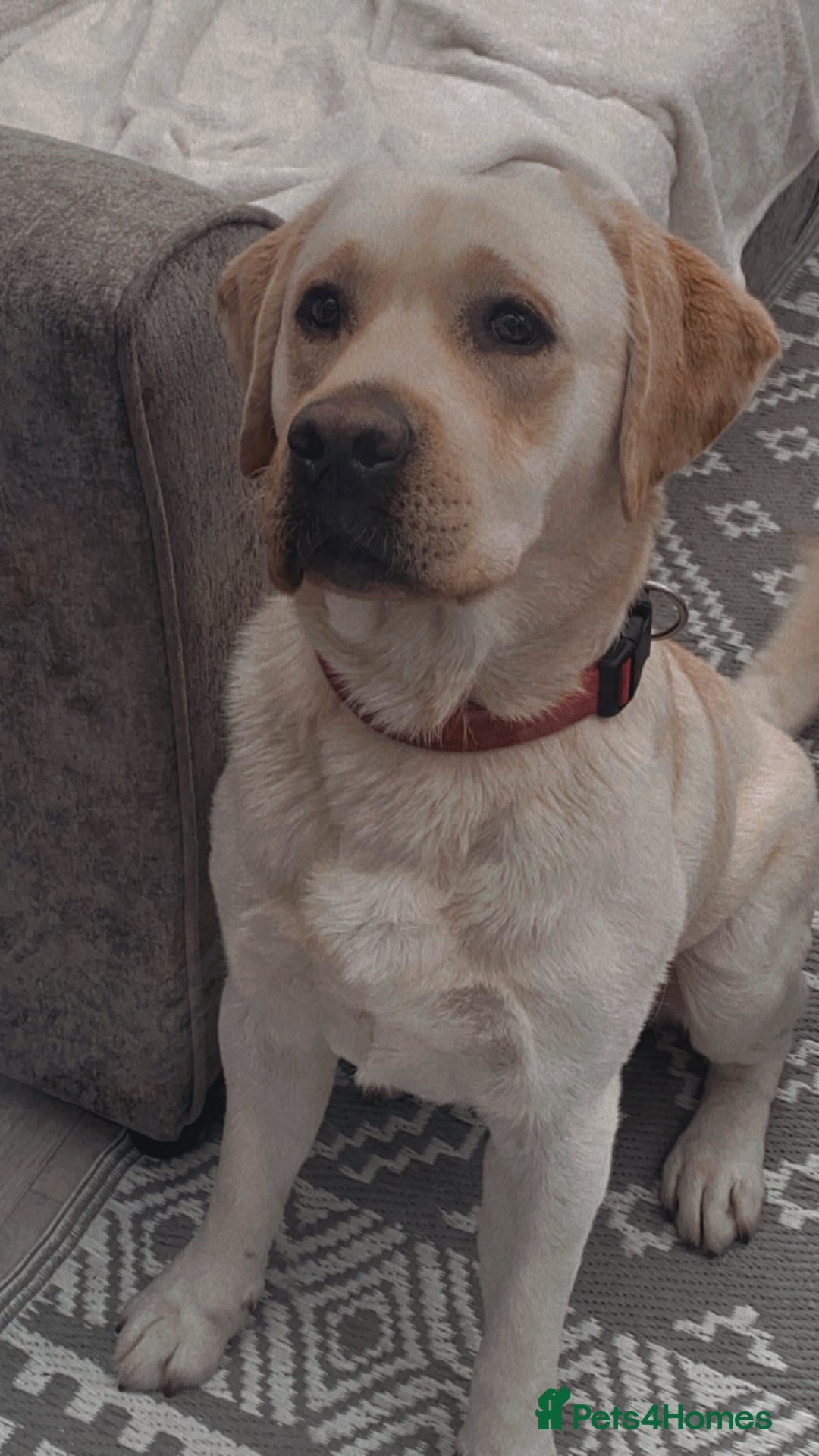 Labrador Retriever dogs for sale: 3 year old male - Advert 4