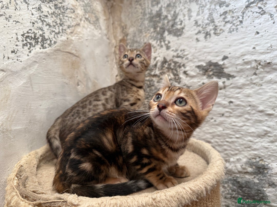 Bengal cats for sale: Bengal kittens ready now silver and marble boys - Image 8