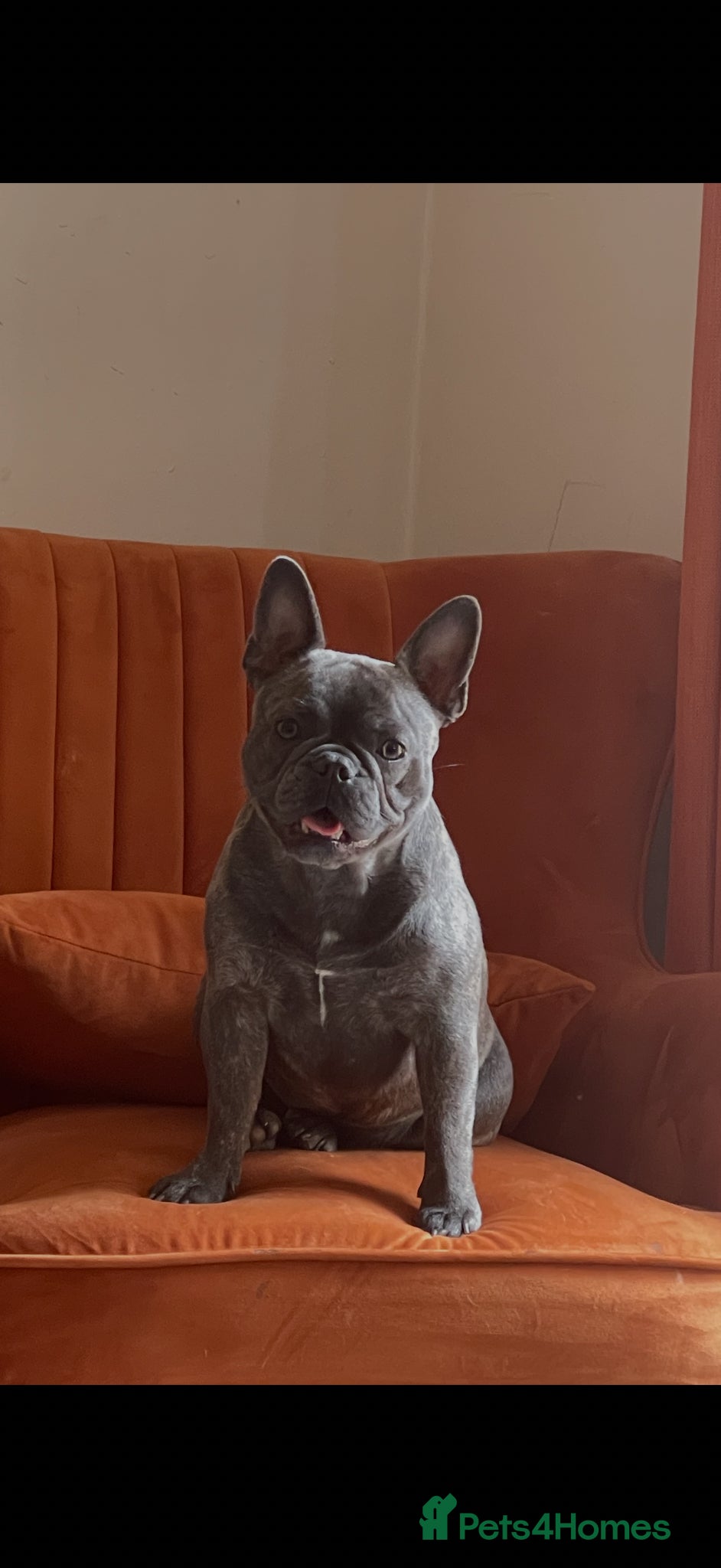 French Bulldog dogs Betsy is looking for a new home  - Advert 1