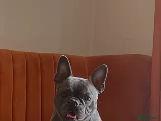 French Bulldog dogs Betsy is looking for a new home - Advert 1
