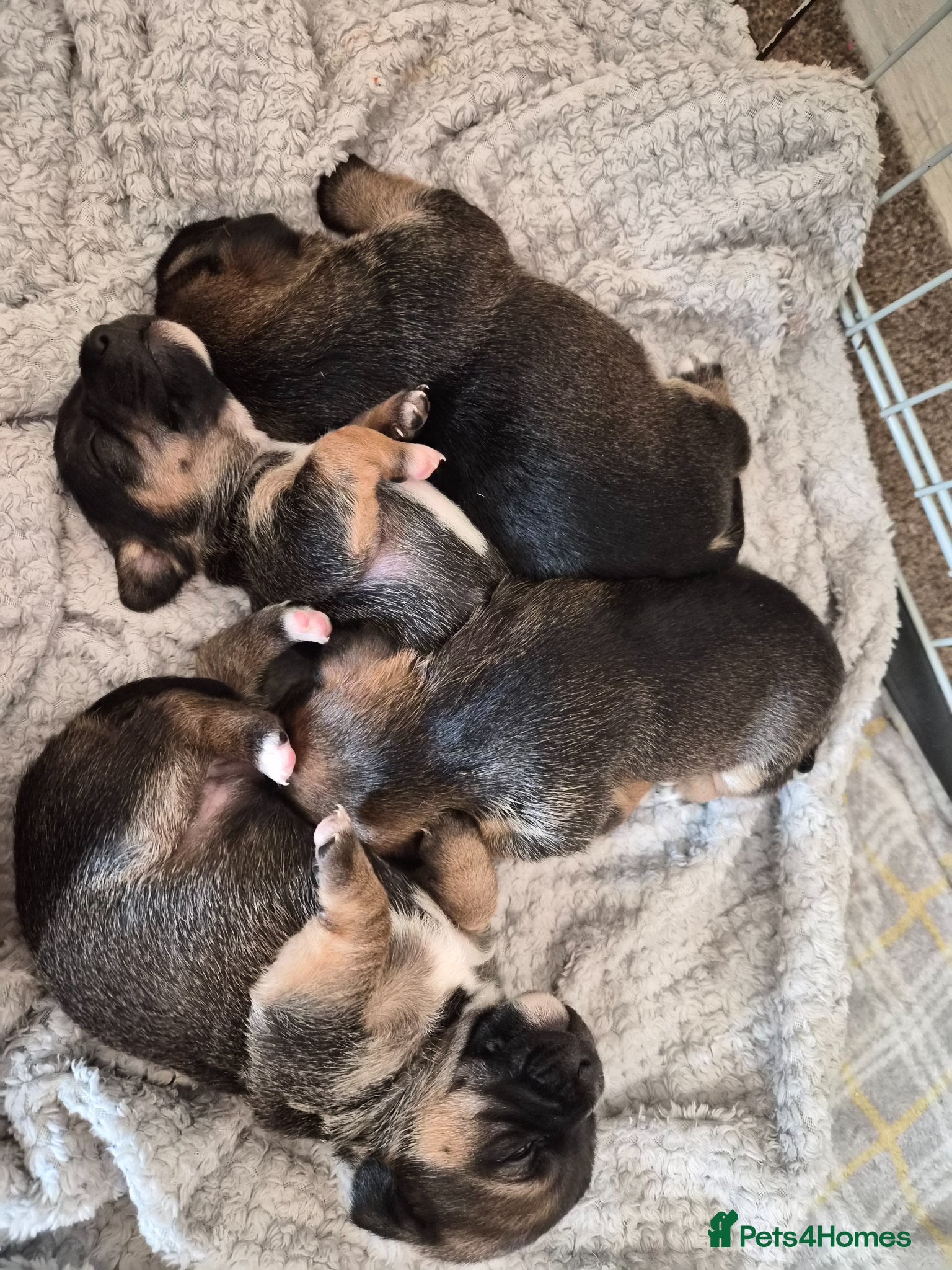 Mixed Breed dogs Jackrussles border  - Advert 6