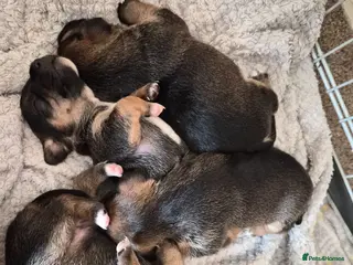 Mixed Breed dogs Jackrussles border - Advert 6