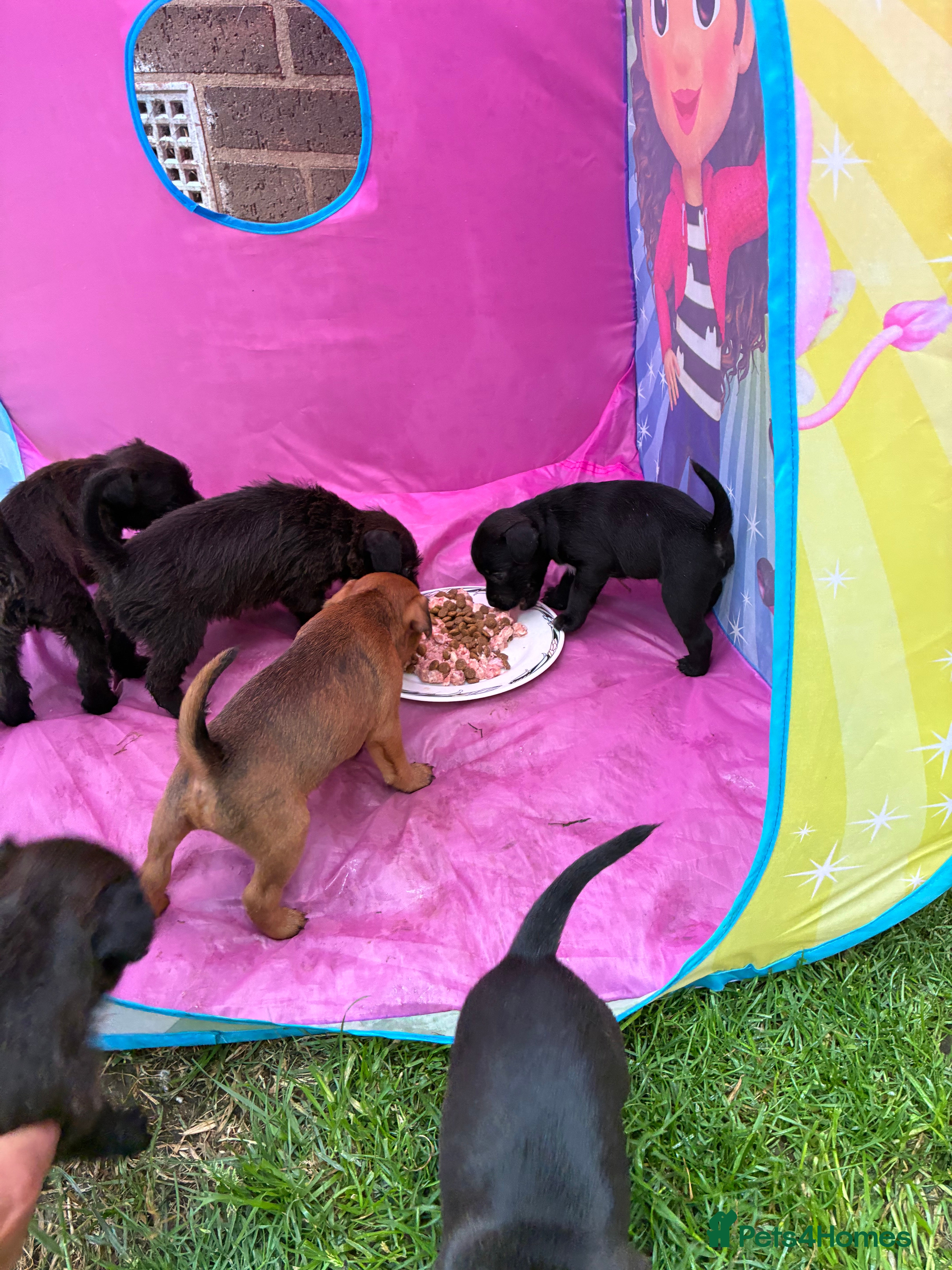 Mixed Breed dogs for sale: Patterdale Lakeland’s - Advert 6