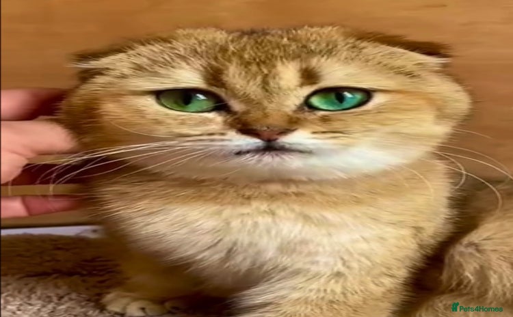 British Shorthair cats - Advert 4