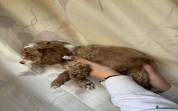 Mixed Breed dogs for sale: Bedlington terrier poodle mixed with a cockerpoo - Image 10