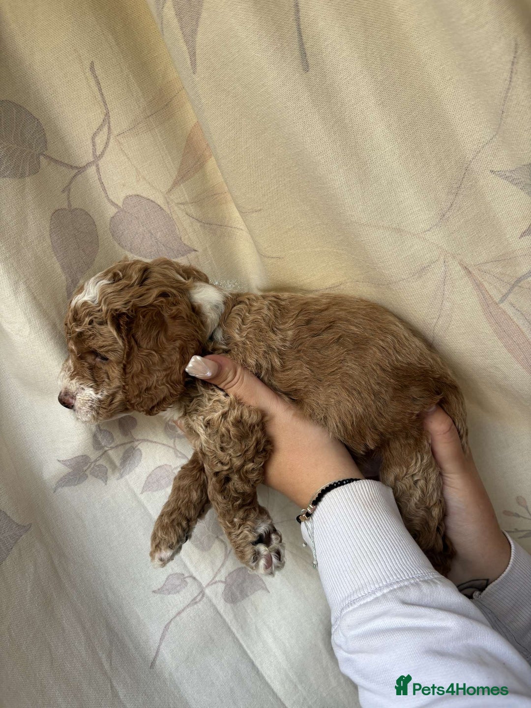 Mixed Breed dogs for sale: Bedlington terrier poodle mixed with a cockerpoo - Image 10