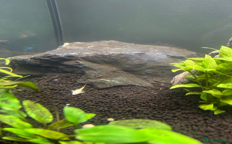 Plecos fish - Advert 6