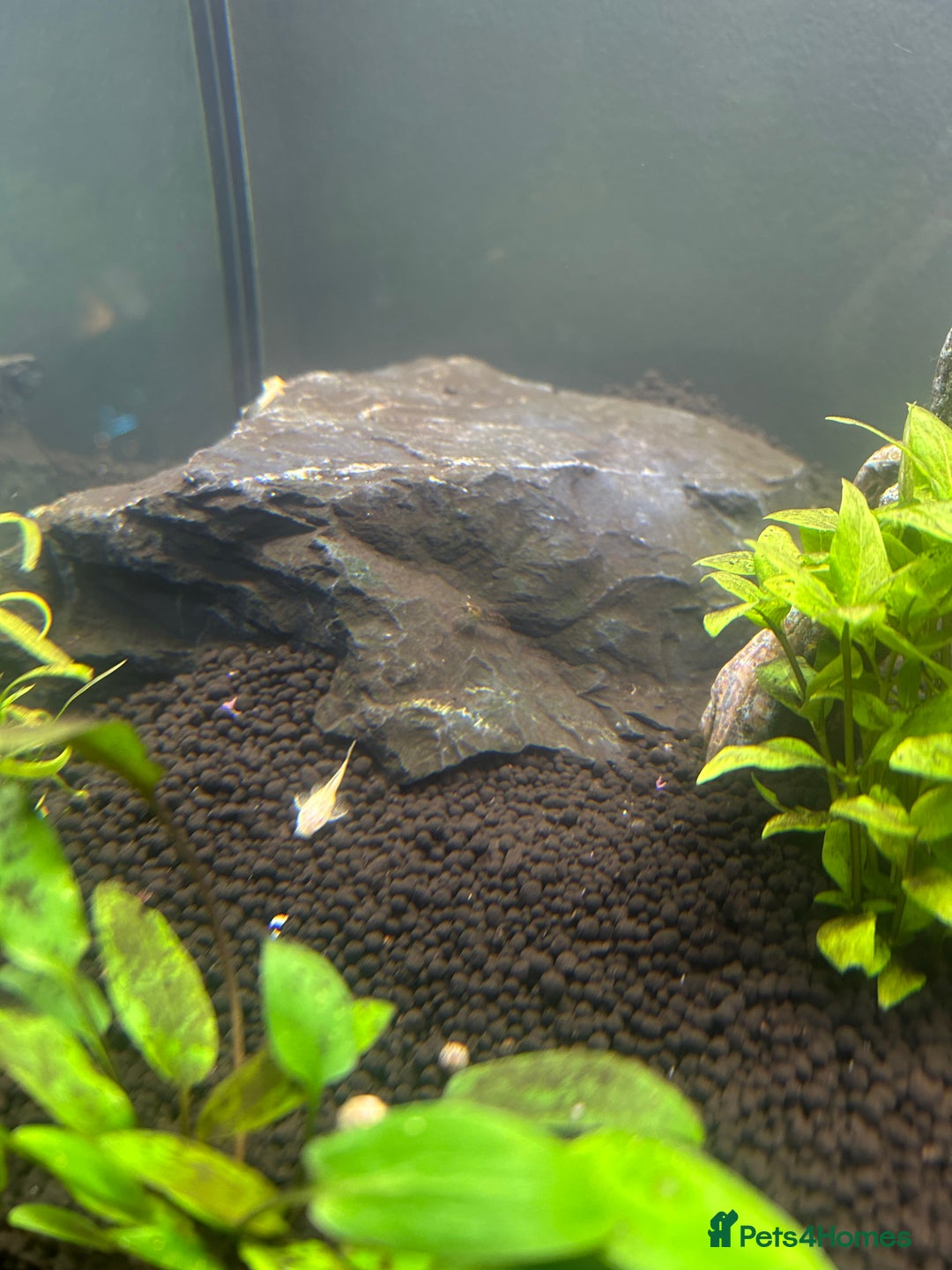 Plecos fish for sale: Young Pleco  - Image 1