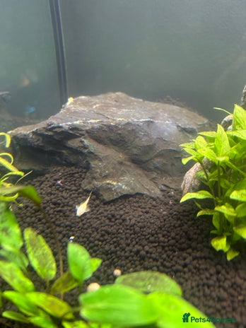 Plecos fish - Advert 1