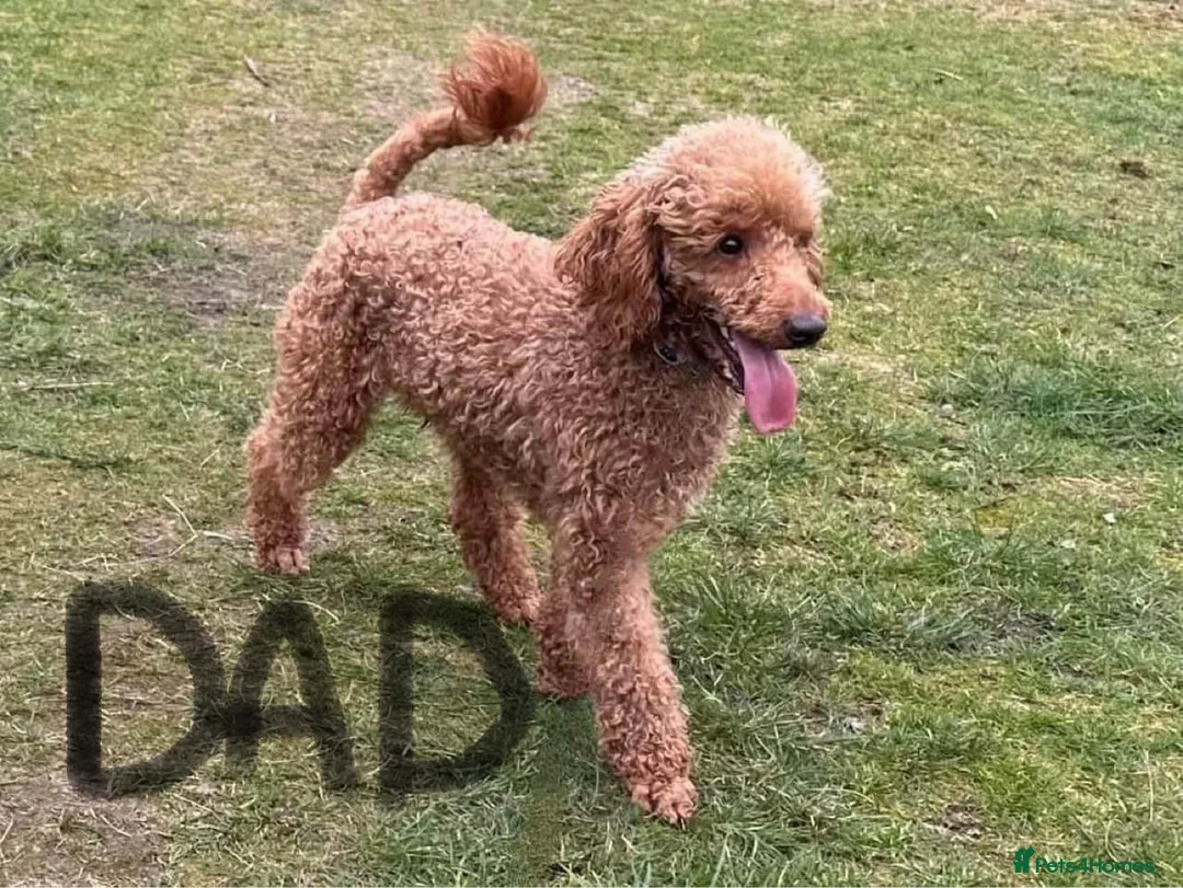 Cockapoo dogs for sale: F1b Cockapoos - Advert 9