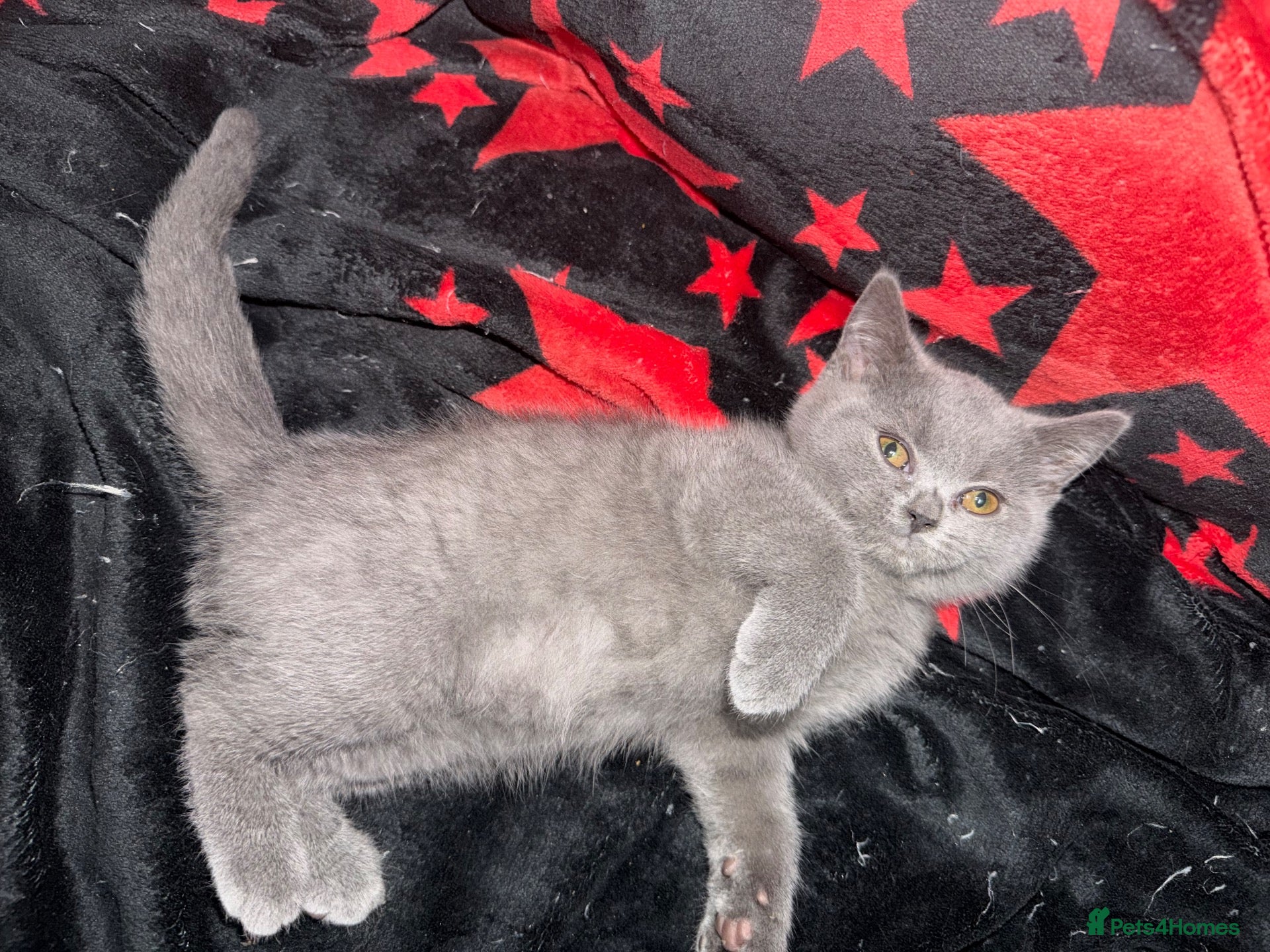 British Shorthair cats 🩵Fluffy British Shorthair🩵BOY - Advert 1