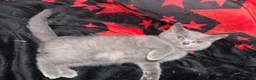 British Shorthair cats for sale: 🩵Fluffy British Shorthair🩵BOY - Advert 2