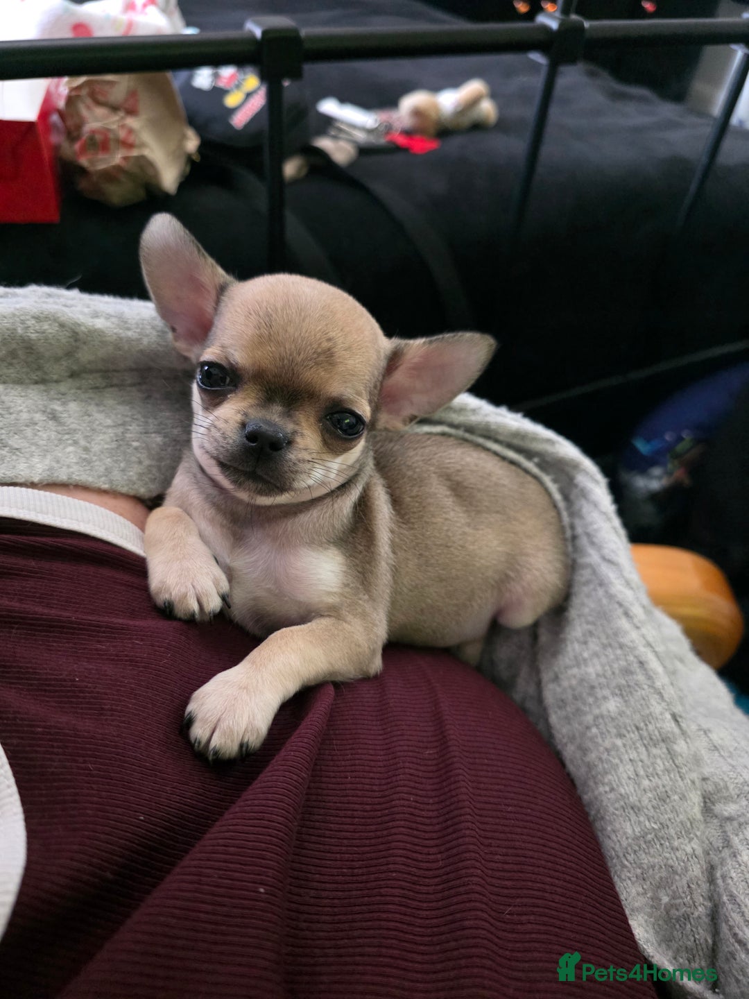 Chihuahua dogs for sale: 🌟 KC Registered 🌟 Smooth Sable Chiuahua 🐕 - Advert 20