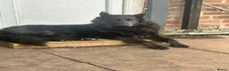 German Shepherd dogs for sale: German shepherd puppies  - Advert 3