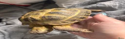Tortoise reptiles for sale: Female tortoise  - Advert 2