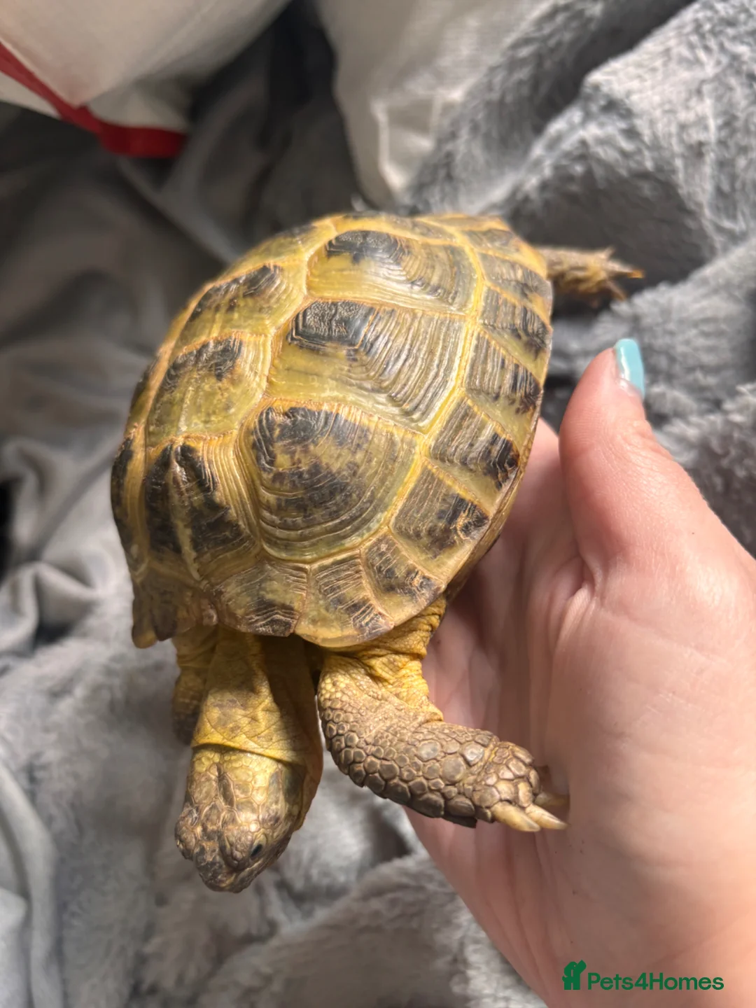 Tortoise reptiles for sale: Female tortoise  - Advert 2