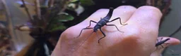 Stick Insects invertebrates for sale: Black Beauty stick insects, peruphasma shulteii  - Advert 3