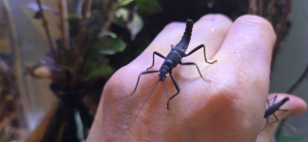 Stick Insects invertebrates for sale: Black Beauty stick insects, peruphasma shulteii  - Advert 3
