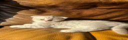 Scottish Fold cats for sale: ✨ Beautiful TICA babies Fold & Straight ✨  - Advert 3