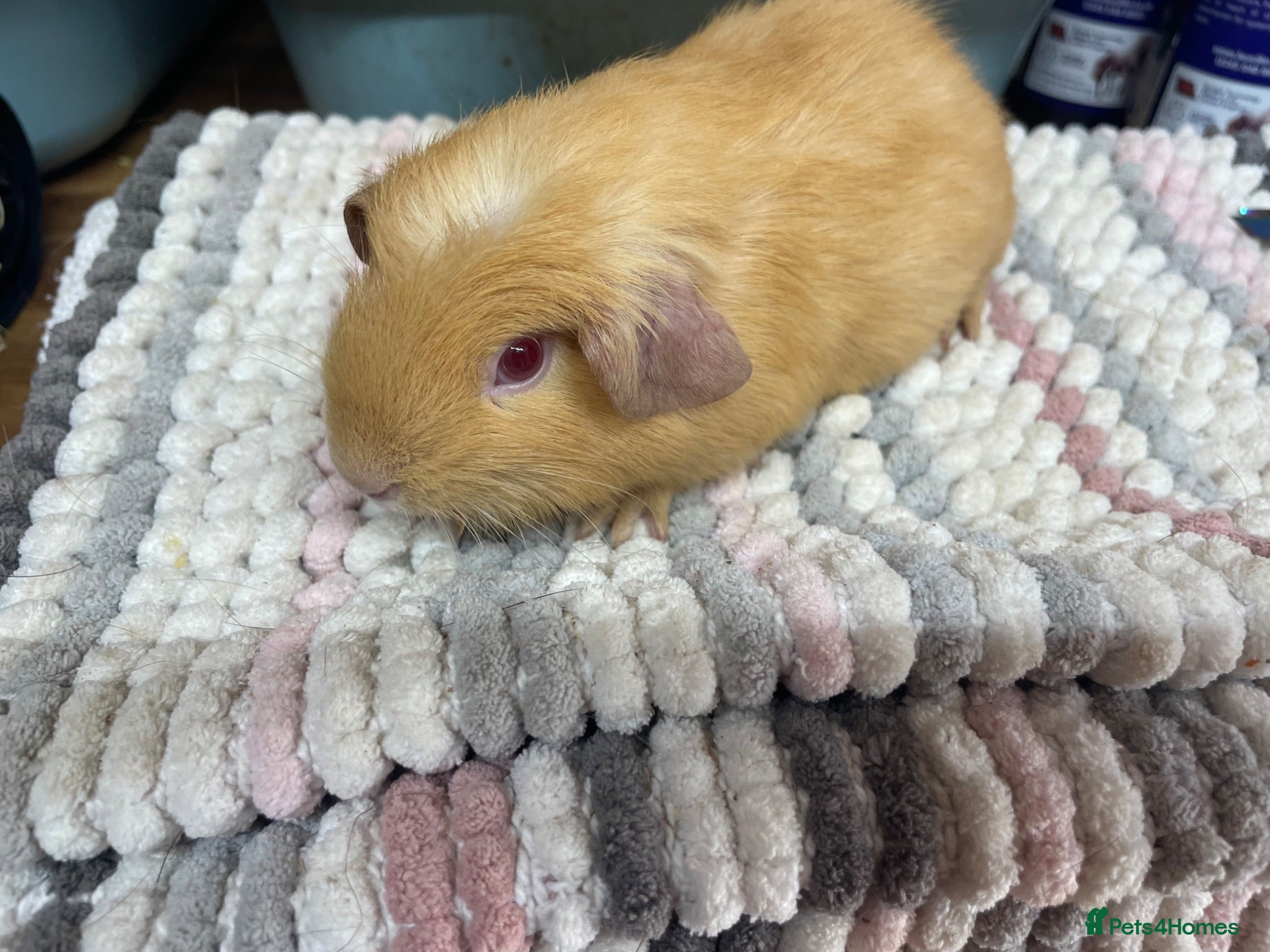 Guinea Pig rodents Beautiful Guinea Pig Boys - Advert 1