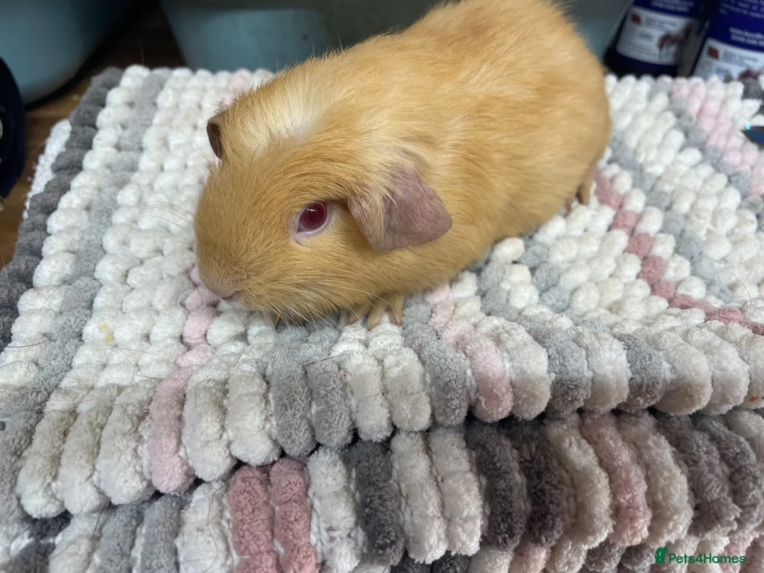 Guinea Pig rodents for sale: Beautiful Guinea Pig Boys - Advert 1