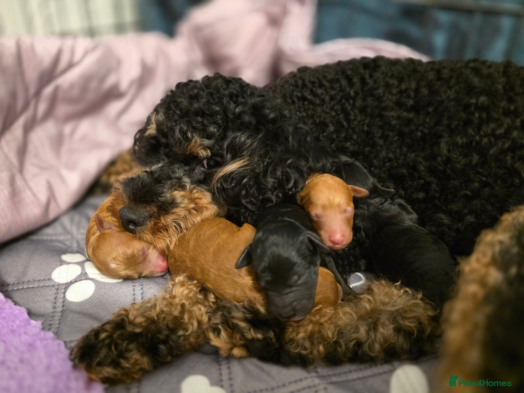 Cockapoo dogs for sale: Cockapoo Boys - Advert 7