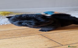 Chow Chow dogs for sale: Kc reg chow chow pups - Advert 4