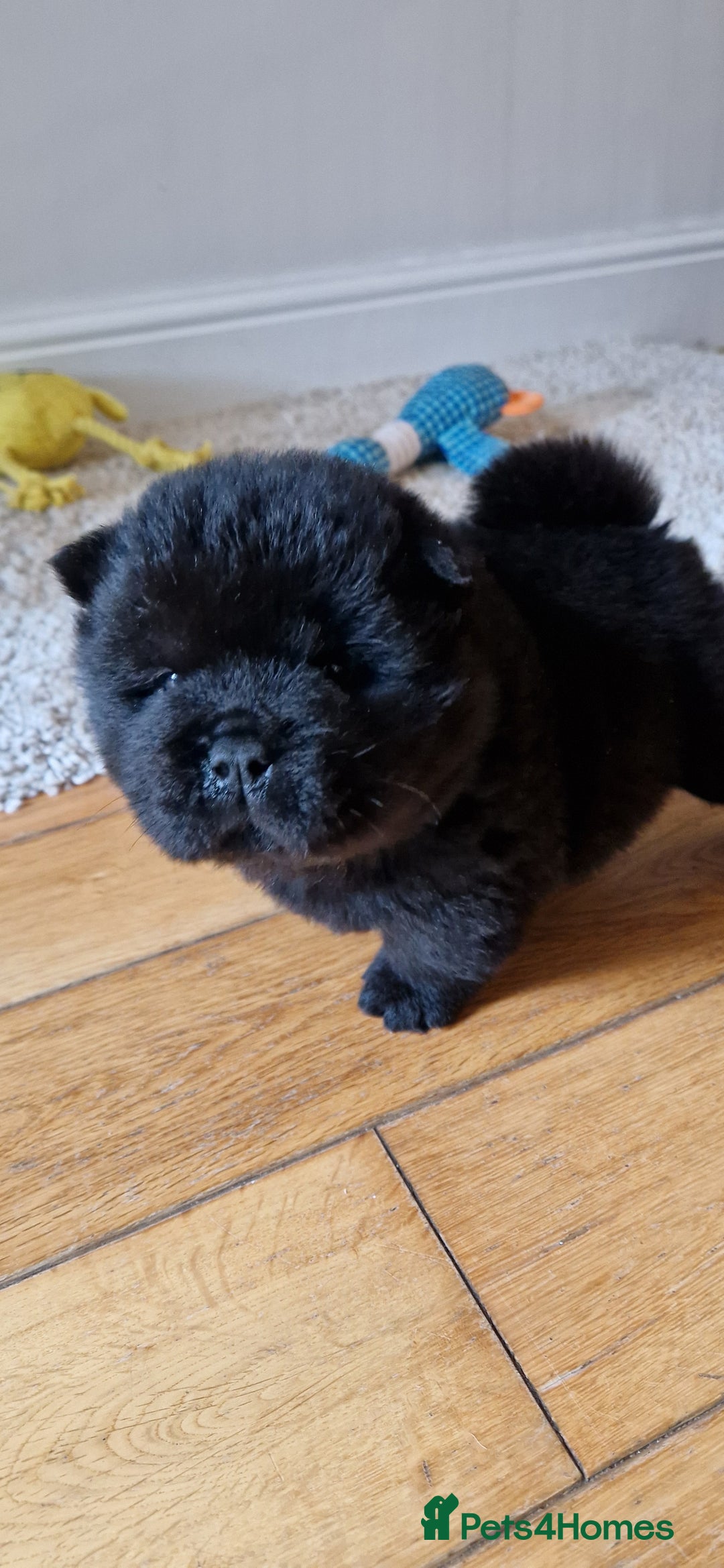 Chow Chow dogs for sale: Kc reg chow chow pups - Advert 4