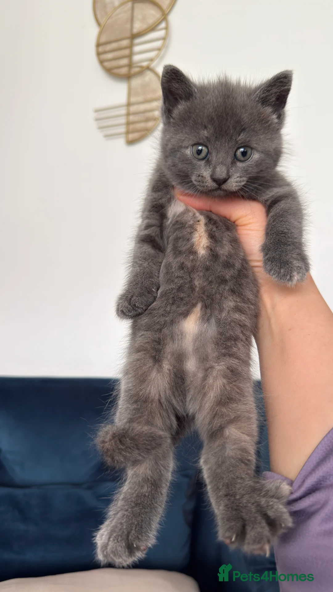British Shorthair cats for sale: Lovely kittens  - Advert 7