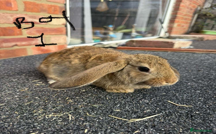 Mixed Breed rabbits - Advert 3