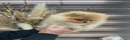 Pomeranian dogs for sale: KC mini Pomeranian  - Advert 13