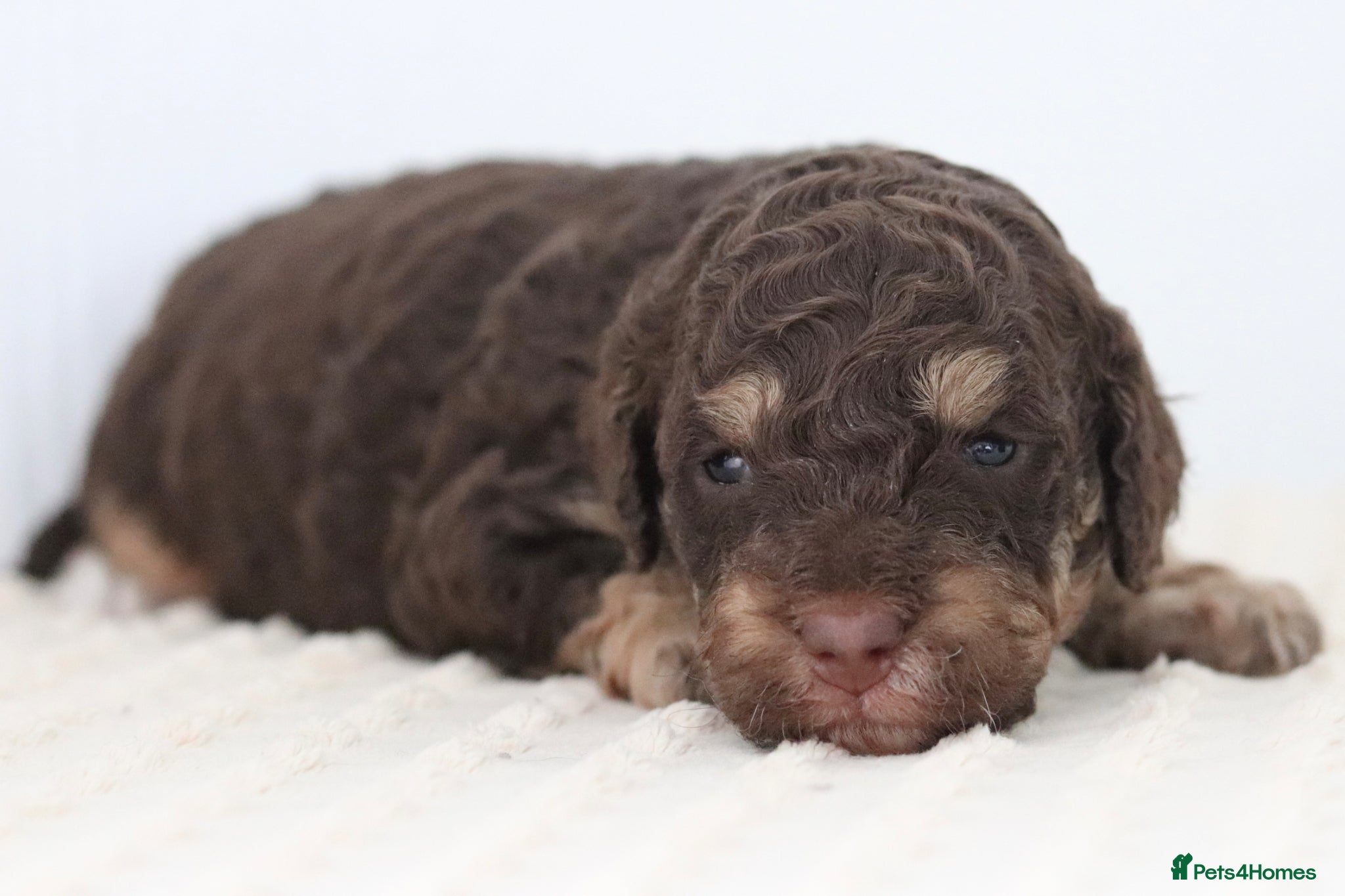 Cockapoo dogs Stunning Merle & phantom cockapoo litter - Advert 6