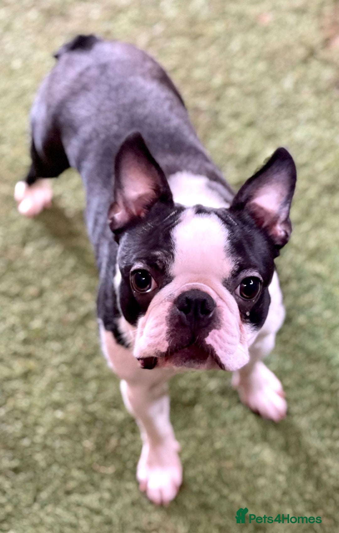 Boston Terrier dogs for sale: WILDAX Boston Terrier pups (2 girls left!) - Image 9