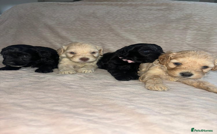 Cavapoo dogs - Advert 5