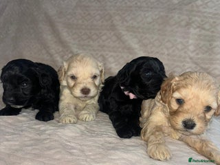 Cavapoo dogs - Advert 1