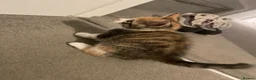 Mixed Breed cats for sale: Beautiful mixed American Kittens  - Advert 21