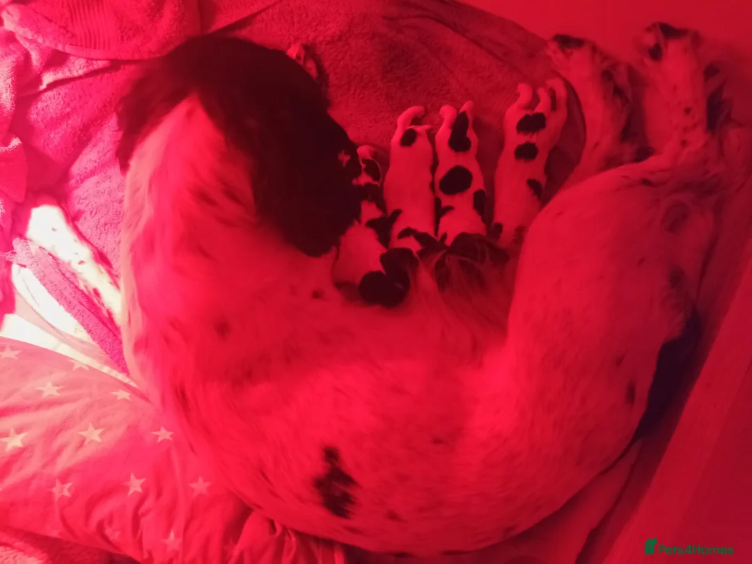 English Springer Spaniel dogs for sale: English springiel spaniel pupies.  in Yeovil - Advert 2