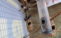 Finches birds for sale: Benghal and Helans finches for sale in E12 - Advert 3