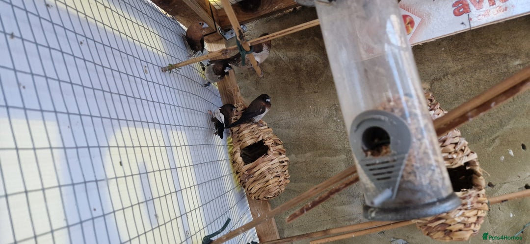 Finches birds for sale: Benghal and Helans finches for sale in E12 - Advert 3