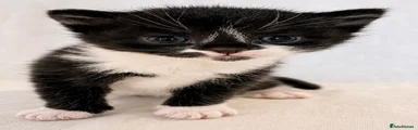 Tux Kitten 