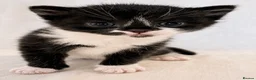 Domestic Shorthair cats for sale: Domestic SH kittens for reserve ₍^. .^₎⟆ - Advert 10