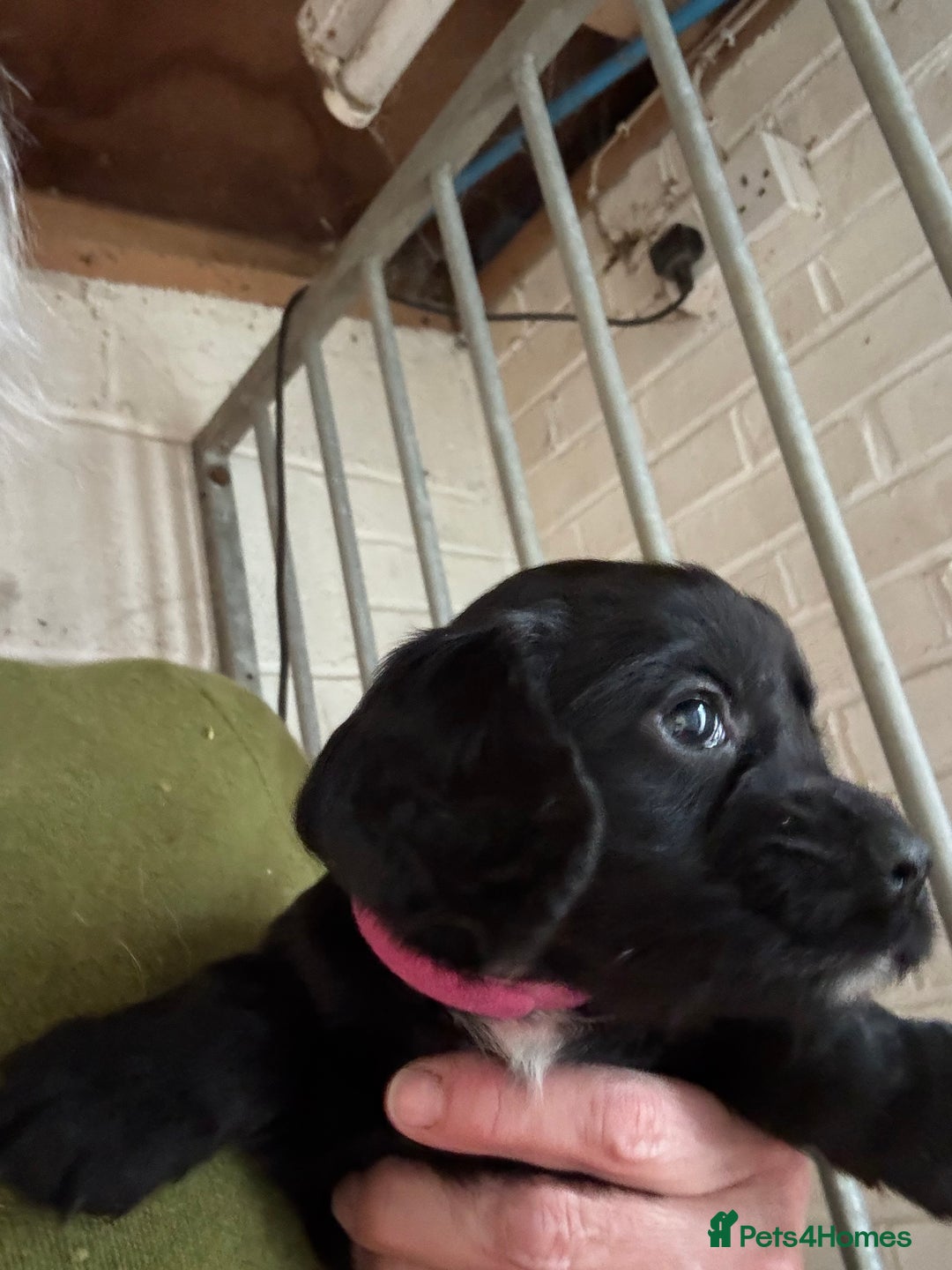 Cocker Spaniel dogs for sale: Working cockers - Advert 3